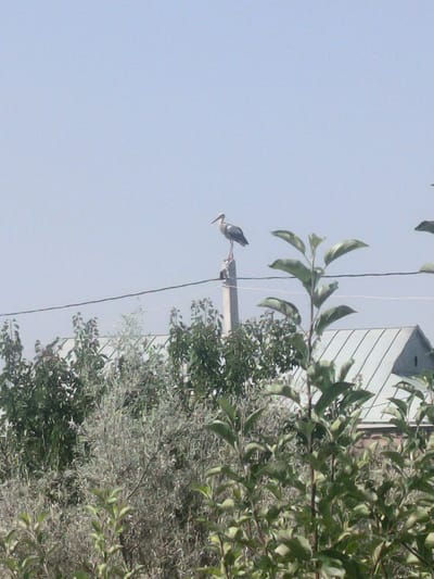 An adult stork stands atop a concrete pole in an outdoor setting. The bird is facing left, with its beak slightly down. It is primarily white with black on its wings. Below the stork, power lines run horizontally across the frame. In the background, dense green foliage of trees and bushes fills the lower half of the image. A building with a grey, corrugated roof is partially visible behind the vegetation. The sky is a clear, pale blue. The scene appears to be in a rural or semi-rural area, possibly in Kotayq, Armenia, given the architectural style of the building and the presence of vegetation common to the region. There are no people or vehicles visible in the image.