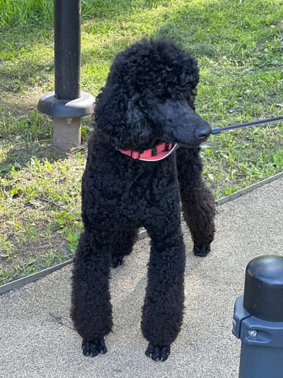 A black poodle wearing a red and white patterned collar stands on a gravel pathway. The dog is facing to the right of the frame, with its head slightly turned towards the viewer. Behind the dog, green grass and some dirt are visible, with a black metal pole to the left. A black leash is attached to the dog's collar and extends to the right. In the foreground, to the right, a black pole with silver bolts is partially visible. The scene appears to be outdoors, possibly in a park or public space.