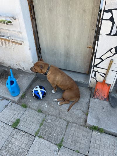 A brown dog is lying on a concrete pathway next to a large wooden door. The dog is wearing a black collar and appears to be looking down at a blue plastic watering can and a black and blue soccer ball. In the background, a rusty orange shovel rests on a tiled surface. The scene suggests an outdoor setting, possibly a yard or patio, with evidence of everyday objects and a relaxed atmosphere. The presence of the watering can and ball implies a playful or domestic environment. The time of day is likely daytime, given the lighting and shadows, and the weather appears clear. There is no visible text in the image. The location is identified as Voysil, Bulgaria.