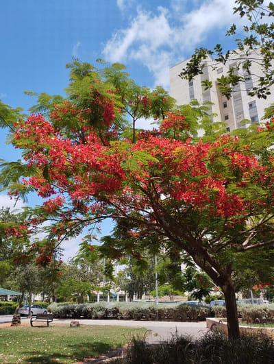 A vibrant tree with abundant red flowers and green leaves dominates the foreground of this outdoor scene. The tree branches extend across the frame, with clusters of bright red blossoms creating a striking contrast against the blue sky and white clouds. Behind the tree, a modern, white, multi-story building with many windows is visible. The building appears to be an apartment complex or office building.
In the mid-ground, a paved pathway runs through a grassy park area. A dark-colored park bench sits on the lawn, inviting rest. Several cars are parked in the background, along with a row of neatly trimmed, green bushes. The overall setting suggests a well-maintained urban park or residential area.
The time of day appears to be daytime, likely late morning or early afternoon, given the bright sunlight and clear blue sky with scattered white clouds. The weather seems pleasant and sunny. The presence of a park, a bench, and trees suggests a public outdoor space. There is no visible text in the image. The scene conveys a feeling of natural beauty and urban tranquility.