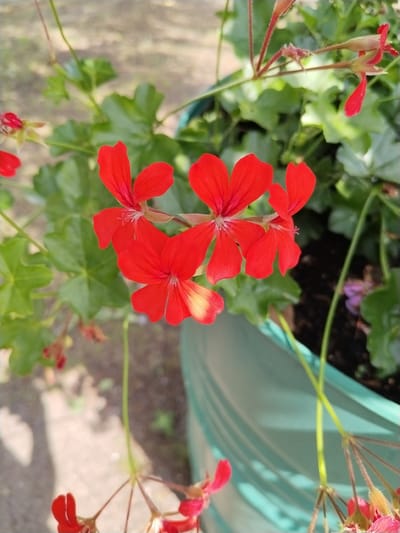 This is a close-up, eye-level photograph of a cluster of vibrant red geranium flowers in a green planter. The flowers are the primary focus, with their delicate petals and fuzzy stems visible. Behind the flowers, lush green leaves and a portion of the green planter are visible. The background is out of focus, showing a blurry light brown and gray textured surface, possibly a ground or pavement, with some shadows cast upon it. The lighting suggests it is daytime, with sunlight illuminating the flowers and creating subtle highlights and shadows. The scene appears to be in an outdoor setting, likely a garden or balcony. There are no people, animals, or specific landmarks visible that would indicate a precise location within the Гожскі сельскі Савет, Belarus, beyond it being an outdoor area with potted plants. The overall impression is one of natural beauty and simple garden aesthetics.