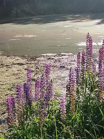 In Snopok Novyi, Russia, an outdoor scene captures a body of water with a dark, tree-lined background. In the foreground, several tall purple lupine flowers stand in bloom, their spiky flower heads reaching upwards. The water's surface is covered with a thin layer of algae and debris, with patches of sunlight reflecting off it. Lush green grass surrounds the base of the flowers, adding to the natural setting.