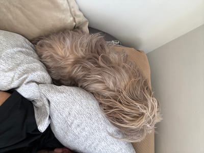 A person is lying in bed with a dog. The dog, which has long, shaggy, light-brown fur, is nestled next to the person and partially covered by a grey patterned pillow. The person is wearing a black shirt. The bed has multiple pillows of different colors. The location is not discernible from the image.