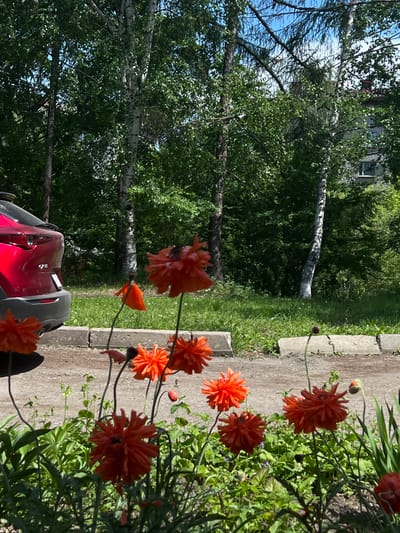 In an urban setting, likely within the city of Khor, Russia, a bright red vehicle is parked on a dirt road next to a curb. The vehicle is partially visible, showing its rear and side. In the foreground, a cluster of vibrant orange poppies are in bloom, some fully open and others in bud. Behind the flowers and the car, a lush green grassy area is bordered by a concrete curb and sidewalk. Beyond the grass, a dense canopy of trees, including birch trees with their distinctive white bark, creates a backdrop, with parts of a multi-story building visible through the foliage. The sky above is a clear blue, indicating a sunny day. The scene depicts a peaceful natural element, the poppies, juxtaposed with the urban environment of the parked car and the building.