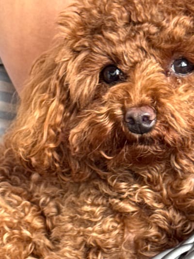 This is a close-up, eye-level, portrait-style photograph of a brown poodle. The dog is held by a person, whose arm is visible in the upper left quadrant of the image. The dog's fur is curly and a rich brown color. Its dark eyes are visible, as is its wet, dark nose. The background is blurred, but appears to be a striped fabric, possibly a blanket or clothing. There is no information about the location being in Bersenevka, Russia.