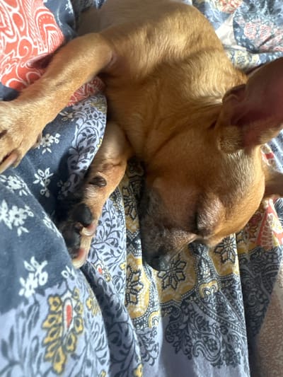 A tan chihuahua is sleeping on a bed covered with a patterned quilt. The quilt has a variety of patterns in shades of blue, yellow, red, and grey. The dog is lying on its side with its eyes closed and its front legs stretched out. The dog's nose and muzzle are graying. The location is not known, and there is no indication of Vorotynsk, Russia.
