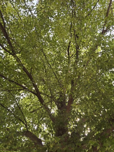The image shows a view looking up into the canopy of a ginkgo biloba tree. The leaves are predominantly green with lighter green edges. Sunlight is filtering through the leaves, creating bright spots. The branches of the tree are visible, with a rough bark texture. The location is likely in Dolna Mitropolia, Bulgaria, but the specific context within the city is not discernible from the image.