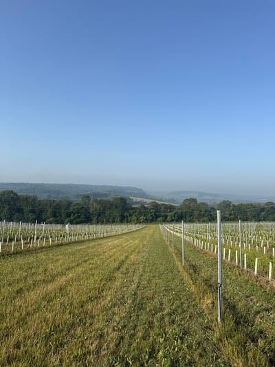The media file shows a vineyard on a sunny day. The vineyard is planted in neat rows with white stakes supporting young vines. The vineyard is located on a gentle slope, with trees and rolling hills in the background. The sky is clear and blue. The sun is high in the sky, indicating it is midday. The overall scene is peaceful and idyllic, suggesting a rural setting in Gravesham, United Kingdom. There are no people or text visible in the image.