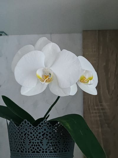 A white orchid with yellow centers is blooming in a decorative dark gray pot. The orchid has several large petals and is a prominent subject in the foreground. The pot is ornate with a lace-like pattern of holes. Dark green leaves of the orchid extend from the pot. The background consists of a mottled gray wall on the left and a textured brown surface, possibly wood, on the right. The scene is indoors, suggesting a domestic environment. This image was captured in Georgsmarienhütte, Germany.