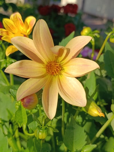 A close-up, eye-level shot captures a pale yellow dahlia in bloom, its petals tinged with a soft peach hue. The flower is centered, its delicate petals fanning out from a bright yellow stamen. In the background, out-of-focus foliage creates a lush green setting. To the left, another yellow dahlia is partially visible, while a pink-tinged bud rests below the main flower. Several other buds and stems, including a bright yellow one, are scattered throughout the frame, suggesting a garden setting. The lighting indicates it is daytime, possibly late afternoon, with sunlight illuminating the flower from the right. The scene is devoid of any human presence or any indication of its specific location within the city of Samar, Ukraine.