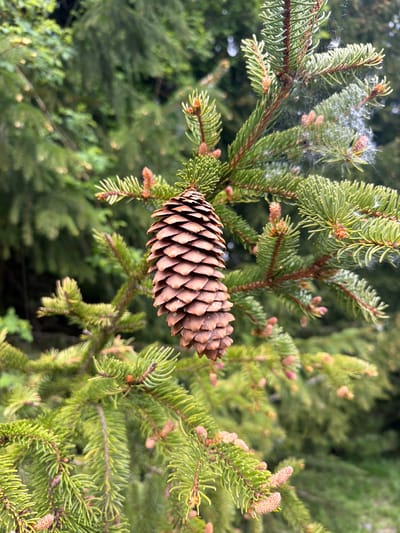 The image depicts a close-up shot of a pine cone hanging from the branch of a coniferous tree. The needles of the tree are a vibrant green, and the pine cone itself is brown and scaly. The background is a blur of other green trees, suggesting a forest environment. There is also a small amount of what appears to be a spider web with cottonwood seeds caught on the branch above the pine cone. There is no indication that the image was taken in the specific city of Рилски манастир, Bulgaria, in this image.