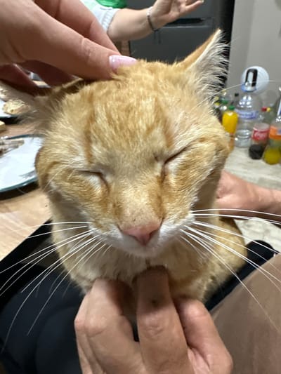 A close-up shot of an orange tabby cat being pet by two people. The cat has its eyes closed and appears relaxed. One person has fair skin with a clear coat manicure and the other person has fair skin with a wrinkled appearance. The background contains plastic bottles and other indiscernible objects. The location is not discernible from the image.