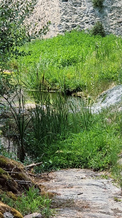 The image depicts a natural scene featuring a rocky cliff face and lush green vegetation bordering a shallow body of water, likely a stream or pond. Tall reeds and grasses are prominent, particularly in the foreground and along the water's edge. In the upper right portion of the image, a small waterfall cascades down rocks. The ground in the lower foreground is a textured stone pathway, partially covered with moss and fallen branches. The overall impression is one of a serene, outdoor environment with abundant plant life. This scene is located in Camprodon, Spain, near the Romanesque Bridge of Camprodon.