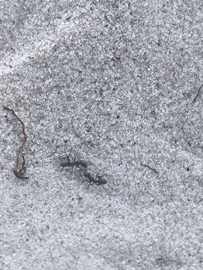 Three ants are visible on a sandy surface. One ant is closer to the left side of the image, and two ants are in the center right, appearing to interact. The sandy ground is composed of small, light-colored grains. A thin, brown, twig-like object is also present to the left of the image, and another thin, dark strand is visible in the upper right quadrant. The scene appears to be outdoors. No specific location in Bigauņciems, Latvia can be determined from the image.