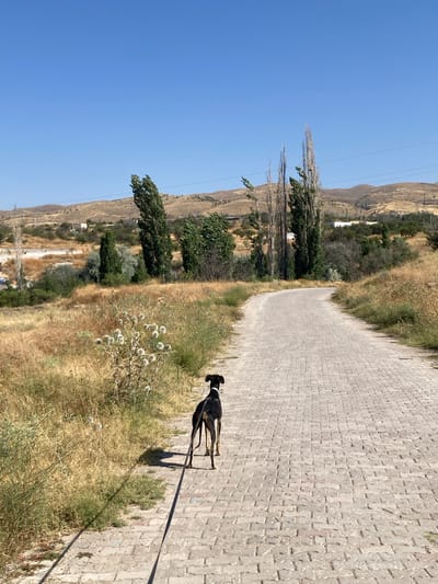 In the city of Avanos İlçe Merkezi, Turkey, a black and tan dog with a white collar is walking on a cobblestone path. The dog is facing away from the camera, towards the path that curves ahead. The path is bordered by dry, tall grass and sparse vegetation on the left, and the continuation of the path on the right. In the background, there are rolling hills with scattered trees and some structures. The sky is clear and blue.