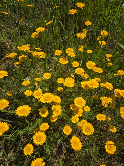 The image shows a dense field of bright yellow daisies. The daisies are in various stages of bloom, with some fully open and others still developing. They are scattered amongst lush green grass and other foliage. The scene is a close-up, high-angle view, giving the impression of looking down into the flower field. The lighting suggests it is daytime, with bright sunlight illuminating the flowers and casting shadows. The overall impression is one of natural beauty and abundance, evoking feelings of cheerfulness and tranquility. There is no visible text in the image.