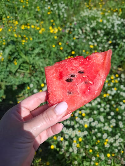 A close-up, eye-level shot shows a hand holding a slice of juicy, red watermelon with black seeds. The background is a soft-focus blur of green foliage dotted with small yellow and white flowers, suggesting an outdoor setting possibly in Vydrino, Russia, given the vegetation type. The hand, with light-colored skin and neatly manicured pale pink fingernails, is positioned in the lower left quadrant of the image. The watermelon slice, the primary subject, occupies the center of the frame, its vibrant red flesh glistening. The sunlight casts a shadow on the hand, highlighting its texture and form. The overall impression is one of a refreshing summer treat enjoyed in a natural, picturesque environment.