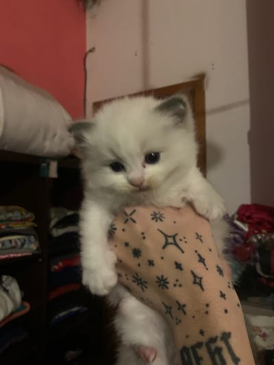 A pale-furred kitten with dark gray ears is held in a person's arm. The person's forearm has tattoos of stars, dots, and what appears to be a partial number. The background is a room with a red wall on the left, a framed picture, and a dark wooden shelf containing miscellaneous items. This image's location in Ramos Mejía, Argentina, cannot be determined.