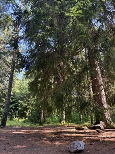 The image depicts a sun-dappled forest floor in Ushkovo, Russia. The ground is covered with pine needles, small stones, and fallen pine cones. Several large pine trees dominate the scene, their dense foliage creating shadows on the ground. In the foreground, a large, grey boulder rests on the pine needle-covered earth. The background shows more trees and a bright blue sky peeking through the branches. The overall atmosphere is one of a tranquil, natural forest setting.