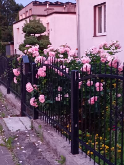 The image depicts a residential building in the city of Kołobrzeg, Poland, characterized by a pale pink facade and a dark tiled roof. A black metal fence runs along the front of the property, partially obscuring a dense cluster of pink roses in full bloom. The roses are the dominant floral element, with their vibrant color contrasting with the muted tones of the building and the fence. A small, dark mailbox is attached to the fence. The foreground shows a gray concrete walkway and retaining wall, with scattered white petals on the ground. A manicured, cone-shaped evergreen tree is visible to the left of the roses, adding a touch of structured greenery. The scene appears to be set in the late afternoon or early evening, with the soft lighting suggesting a calm atmosphere. There are no people visible in the frame.