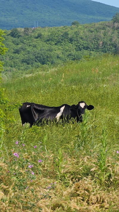 A black and white cow, featuring a prominent white heart-shaped marking on its forehead and additional white patches on its body, is situated in a field of tall, mixed green and golden grasses. The animal is positioned low within the dense vegetation, facing slightly to the right with its head turned towards the viewer, and appears to have a halter or rope around its head. Scattered small purple and white wildflowers are visible among the grass in the foreground. In the midground and background, rolling hills densely covered with green trees extend under a clear, light blue sky. On one of the distant treelines, two faint, tall, grey columnar structures, likely transmission towers, are visible. The scene is illuminated by bright daylight, with no people present, located in the city of Tsarkva, Bulgaria.