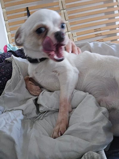 A white dog lies on rumpled light-colored bedding. The dog's head is tilted towards the lower left corner of the frame, its tongue extended. The dog wears a black collar. A hand is visible beneath the dog, presumably holding or petting it. The background includes a wooden slatted structure, possibly a bed frame. The location in Hem, France is unknown.