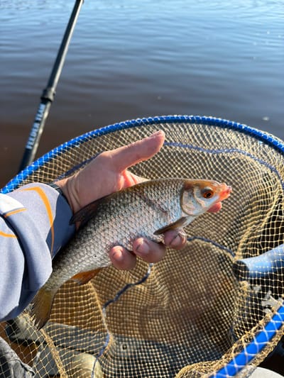 A close-up, eye-level shot shows a person's hand holding a small fish over a fishing net. The fish, facing right, has scales and an orange eye. The net, with a blue rim, is positioned below the fish. In the background, the calm, dark water of a lake or river, possibly the Kama River near Kambarka, Russia, stretches towards a bright sky. A fishing rod handle, with the text "FEEDER TEAM" visible, is also in the frame. The person wears a grey and orange long-sleeved shirt. The lighting suggests it is daytime, with sunlight reflecting off the water and the fish.