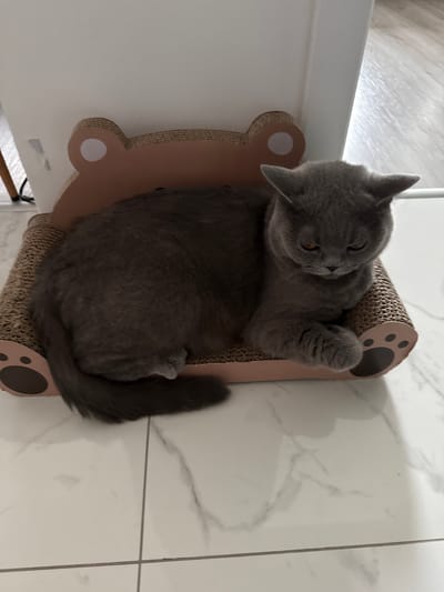 A grey British Shorthair cat is resting on a cardboard cat scratcher shaped like a bear. The cat is lying down with its head resting on its paws, its eyes are partially closed. The cat scratcher is on a white tiled floor with grey veining. The background shows a white wall and a portion of a wooden floor. The scene appears to be indoors, likely in a home. The location in the city of Zielona Góra, Poland, is not discernible from the image itself.