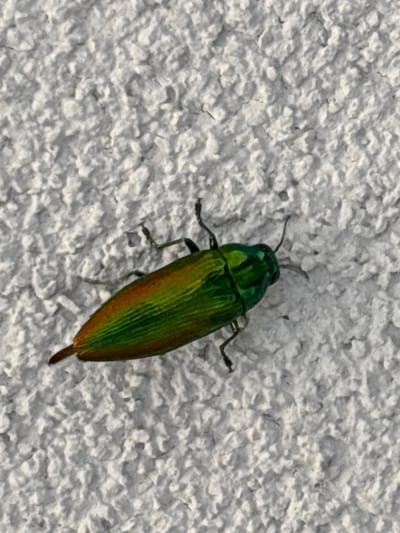 A jewel beetle with a metallic green and coppery-orange body is crawling on a white stucco wall. The beetle is oriented diagonally, with its head pointing towards the upper right and its abdomen towards the lower left. Its legs are visible, gripping the textured surface of the wall. The wall itself is rough and uneven, with shadows and highlights suggesting it is outdoors and illuminated by sunlight. No other subjects or objects are present in the frame. The location is not identifiable within Vicenza, Italy.
