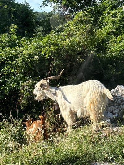 This media file depicts a pastoral scene in Kaluđerac, Montenegro, bathed in the warm light of what appears to be late afternoon. Two goats are the central subjects, grazing amidst lush greenery and rocky terrain.
The larger goat, a mature specimen with a thick, shaggy, cream-colored coat, stands prominently. Its head is turned, revealing impressive curved horns, and a bell is visible around its neck, suggesting it is domesticated. The goat's body is angled, with its hindquarters towards the right of the frame. Its fur appears slightly windswept, and its posture indicates a moment of rest or observation.
Beside the larger goat, partially obscured by tall grasses, is a younger, reddish-brown goat. It is lying down, with its legs tucked beneath it. The contrast in color and size highlights the generational difference between the two animals.
The setting is a natural landscape, characterized by dense foliage, wildflowers, and rough, grey rocks. The sun casts distinct shadows, particularly on the ground and the larger goat, indicating a sunny day. The overall atmosphere is one of tranquility and natural beauty, typical of a rural mountainous environment. The presence of the goats suggests a rural or semi-rural location where livestock is common. There is no visible text within the image.