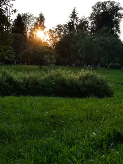 The image depicts a natural scene with lush green grass in the foreground and middle ground. Behind the grass, a large, dense hedge forms a natural barrier. Further back, there is a gentle slope covered in more grass, dotted with several trees with white-trunked bases. In the background, a dense forest of various trees is visible, with the bright sun setting behind them, casting a warm glow and silhouetting some of the foliage. The sky above is clear and bright, suggesting it is either sunrise or sunset. The overall impression is one of a peaceful, natural landscape, likely in a park or rural setting. The location is Zelenogorsk, Russia.