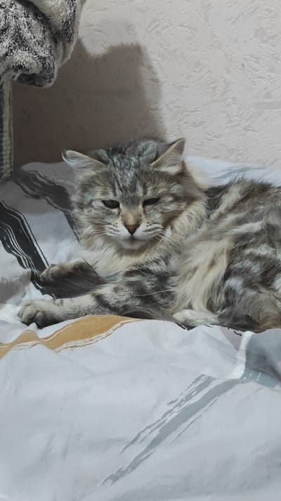 A grey tabby cat lies on a patterned bedsheet. The cat appears relaxed or sleepy, with one eye partially closed. The background includes a textured wall and a fabric item hanging partially in view. No identifiable features suggest the location is Ugolnye Kopi, Russia.