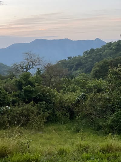 The image depicts a lush, verdant landscape dominated by trees and foliage. In the background, a chain of mountains rises, their peaks softened by a hazy atmosphere. The sky is a pale, ethereal blue, tinged with the soft hues of dawn or dusk. The foreground transitions from dense greenery to a field of tall, wispy grass, suggesting a natural, possibly rural setting.

The scene appears to be a tranquil moment in nature, perhaps early morning or late afternoon, given the soft lighting. There are no visible people or man-made objects, emphasizing the wild, untouched quality of the environment. The dense vegetation and the presence of mountains indicate a location with significant natural beauty, possibly a national park or a remote wilderness area. The overall mood is one of serenity and natural grandeur. The image is oriented vertically.