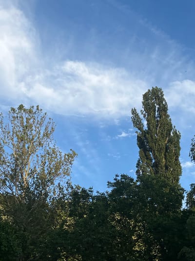 This image depicts an outdoor landscape in Sremski Karlovci Municipality, Serbia, characterized by a dynamic sky and dense tree canopies. The upper two-thirds of the frame are occupied by a clear blue sky interspersed with various white clouds. On the left, a large, diffuse cloud formation extends across the upper-left quadrant, while smaller, scattered clouds are present across the remaining blue expanse. The sky exhibits a gradient, appearing slightly lighter towards the horizon line where it meets the tree line and deeper blue higher up.
The lower third of the image is dominated by the dark green foliage of multiple trees. On the left, a tree with a broad, rounded canopy of medium green leaves extends upwards into the sky, with some lighter branches visible through the foliage. On the right, a significantly taller, slender, and columnar tree with dense, dark green leaves stands prominently, reaching high towards the top of the frame. The base of this tree and the lower parts of the left tree are obscured by a continuous, dense band of trees that forms the bottom edge of the image. This lower layer of trees appears darker, with some patches of sunlit leaves providing highlights against the overall shaded mass. No people, animals, or artificial structures are visible within the scene.