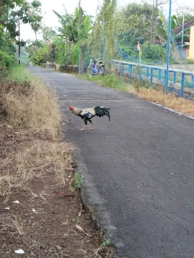 A rooster is standing on an asphalt road in Botok, Indonesia. The road stretches into the distance with greenery and trees on either side. There is a blue metal fence with netting on the right side of the road, and a bicycle is parked behind it. The road's edge has dried vegetation.