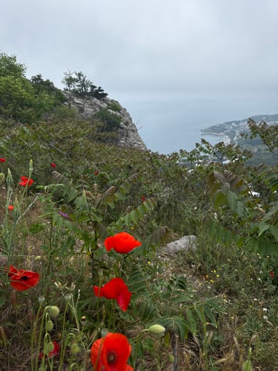 The image depicts a hillside scene with red poppies in the foreground. In the distance, the coastline and buildings suggest a location within the Симеизский поселковый совет area of Ukraine. The sky is overcast. A rocky outcrop is visible, partially covered with trees and foliage. The foreground features red poppy flowers among various plants. The land slopes downward towards the coast.
