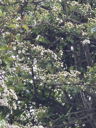 The image depicts a dense hawthorn tree in full bloom. The tree branches are thick and covered with small, lobed green leaves and clusters of white flowers. Some of the flowers are in bud form, while others are fully open. The background is a mix of foliage and glimpses of sky. The image was taken in the village of Pity Me, United Kingdom.