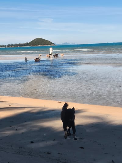 The image shows a group of dogs on a sandy beach in Tong Yang, Thailand, with the ocean in the background. A person dressed in white stands in the shallow water, appearing to be with the dogs. Several dogs are scattered across the beach and in the water, some are interacting with each other and the person, while others are moving around. A black dog is in the foreground, running on the sand. The sky is blue with some clouds, and a small, tree-covered island is visible in the distance. The tide is out, revealing wet sand and shallow pools of water.