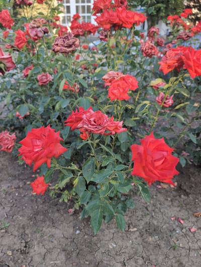 The image displays a close-up of a rose bush in bloom, with several red roses, some in various stages of wilting, and lush green foliage. The ground beneath the bush is dry, cracked earth, with a few fallen rose petals scattered on it. In the background, a building with white window frames is visible, suggesting an urban or suburban setting. The specific location is in the city of Tikhoretsk, Russia. There are no people or animals present in the image.