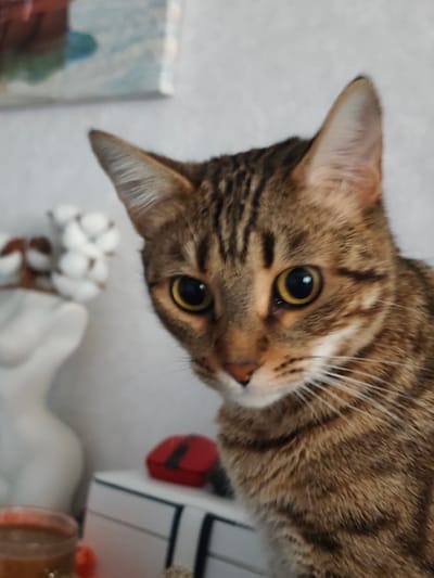 A close-up, head-and-shoulders shot shows a tabby cat with large, round, golden eyes. The cat's fur is a mix of brown and black stripes. Its ears are pointed upwards. The cat is looking slightly to its left, with its head tilted. In the blurred background, on the left, is a white, sculpted object holding a sprig of cotton. To the right of the cat, also blurred, is a white box with black trim and a small red rectangular object with a black stripe on top. The overall setting appears to be indoors, likely a home, with a plain, light-colored wall as the backdrop. The lighting is soft and diffused. This scene is not specific to Dzerzhinsk, Russia, or any particular city.