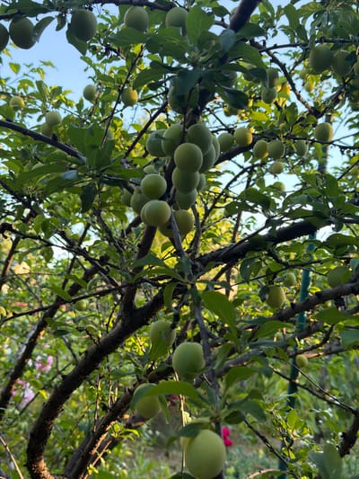 This media file depicts an outdoor scene featuring a plum tree laden with numerous unripe green plums. The plums are clustered on branches adorned with green leaves. The view is angled upwards, showcasing the sky and the fruit-bearing branches against it. Sunlight filters through the foliage, creating highlights and shadows. In the background, hints of more foliage and what appear to be pink flowers are visible, suggesting a garden or natural setting. The image appears to have been taken during the daytime, likely in the late afternoon or early evening, given the warm quality of the light and the long shadows. The overall mood is serene and evokes a sense of nature's bounty. There is no visible text in the image. The location context provided is Obukhivka, Ukraine.