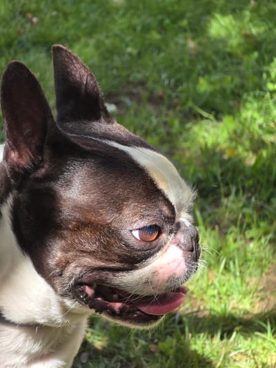 The image is a close-up, side-profile photograph of a Boston Terrier dog outdoors. The dog has dark brown and white fur, with its head facing to the right of the frame. Its mouth is slightly open, revealing its tongue and teeth. The dog's eye is a clear brown. The background consists of out-of-focus green grass, suggesting a natural setting. The lighting indicates it is daytime with sunlight creating some shadows. There is no indication of the city of Voluntari, Romania, or any specific urban environment within the image.