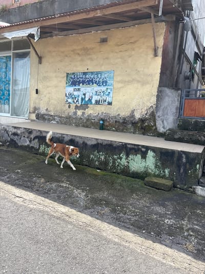 The image shows a dog standing in a narrow passageway in what appears to be Kerambitan, Indonesia. The passageway is defined by a building on the left with a yellowish wall and a gray stone wall on the right, adjacent to an asphalt road. A poster is affixed to the building wall, and a window with patterned curtains is visible. The dog is brown and white, facing away from the building. The environment exhibits signs of wear and moisture, with moss and discoloration on the stone wall.
