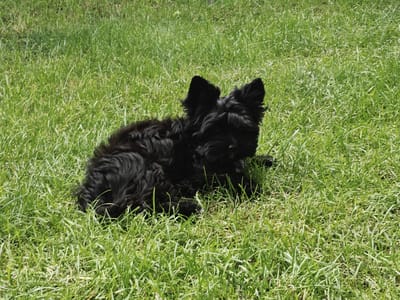 A medium shot captures a black, shaggy-haired dog lying in a lush green grassy field. The dog is positioned centrally in the frame, facing towards the right of the image with its head slightly turned to the left. Its ears are pointed upwards, and its fur appears somewhat disheveled. The background consists of the same green grass, suggesting an outdoor, possibly park or yard setting. The lighting indicates it is daytime, with sunlight casting subtle shadows. There are no visible people or other objects in the scene. The image is taken from a slightly elevated perspective. The location is stated to be in Podstepki, Russia.