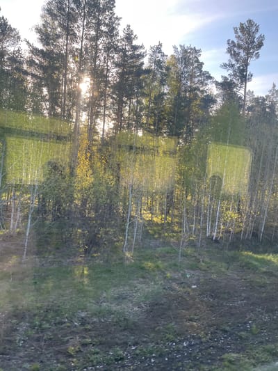 The image depicts a landscape with trees and grassy areas, possibly in or near Litvinovka, Russia. The scene includes taller, darker trees on the left side of the frame, with sunlight filtering through their branches. To the right, there are thinner, lighter-colored trees, which may be birch or aspen, possibly interspersed with grassy clearings. The ground appears to be covered with vegetation, and there is some evidence of a field or open area behind the trees. There are no visible people or animals. The photograph appears to be taken through a window.