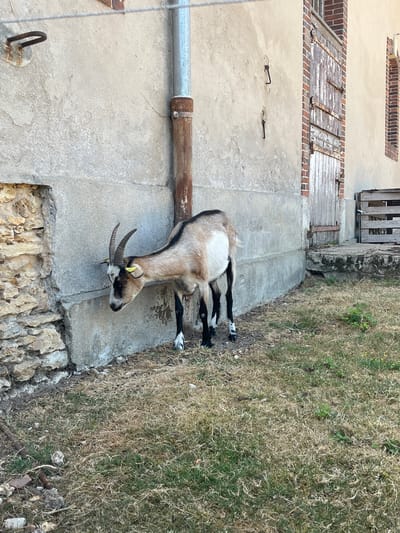 A brown and white goat with horns and a yellow tag in its ear is leaning its head against a textured concrete wall in Rambouillet, France. The goat is standing on dry grass and dirt. To the left of the goat, there is a section of rough stone wall. To the right of the goat, there is a metal pipe attached to the concrete wall. Further to the right, a weathered wooden door with metal hinges is set into a brick and concrete building. A wooden pallet stands to the right of the doorway. The scene is outdoors in daylight.