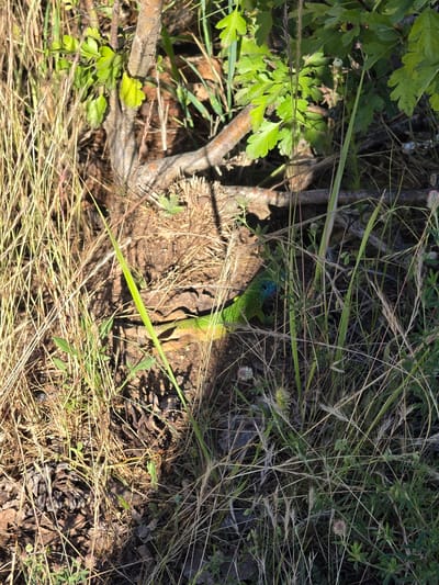 The image depicts a green lizard with blue markings on its head, nestled among dry grasses and tree roots. The lizard is positioned in the lower center of the frame, partially obscured by blades of grass. The environment appears to be a natural, outdoor setting with abundant vegetation, including dry, straw-like grasses and some green leaves from a nearby shrub. The ground is covered with loose soil, pine cones, and small stones. The lighting suggests it is daytime, with shadows cast by the foliage. The scene is located in Osetenovo, Bulgaria.