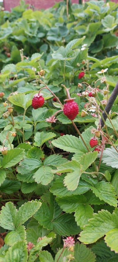 The image is a close-up, vertical shot of a patch of wild strawberries growing outdoors. The plants are densely packed with green leaves, some of which appear slightly wet. Several ripe, red strawberries are visible, along with unripe green ones and small white flowers. The background consists of more greenery and a blurred red structure that might be a building. There are no people or animals in the frame. The scene appears to be a garden or natural area.