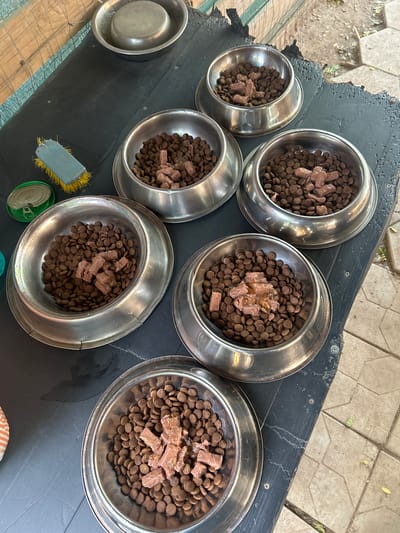 The image displays a top-down view of several stainless steel dog bowls filled with kibble and wet food, arranged on a dark, weathered wooden surface. The bowls are positioned in a staggered pattern, with six visible bowls in total. Five of the bowls contain a mixture of brown kibble and chunks of wet food. One bowl, located to the left, is empty and appears to be a water bowl. Next to the empty bowl is a small, dented can with a green lid, and a blue-handled cleaning brush with yellow bristles.
The wooden surface is rough and shows signs of wear, with some splinters and scratches. It appears to be part of an outdoor table or feeding station. In the background, the ground is covered with light-colored hexagonal pavers and dirt, with fallen leaves scattered around. Some greenery is visible, suggesting an outdoor setting in a park or yard.
The lighting suggests it is daytime, possibly late morning or early afternoon, with natural light casting subtle shadows. The scene implies a feeding time for multiple dogs. There is no visible text in the image. The overall impression is one of preparing a meal for pets in an outdoor environment. The location is identified as Polenitsa, Bulgaria.