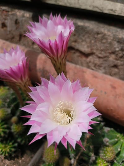 The image displays three blooming cacti in an outdoor setting in Терновский округ, Ukraine. In the foreground, a prominent fully-opened cactus flower features numerous delicate pale pink petals with darker magenta tips, radiating from a central cluster of dense, creamy-white stamens. Behind and slightly to the left, a second pink cactus flower is partially open, exhibiting similar coloration but with less detail. A third, less distinct pink flower is visible further back and to the right. The visible cactus bodies in the lower left are green and spiny, blurred due to shallow depth of field. The background consists of a horizontal reddish-brown terracotta-like structure in the mid-ground, possibly a large pot or planter, behind which a darker, rough-textured concrete or brick wall is visible. The scene is brightly lit, indicating daylight. No people are present.